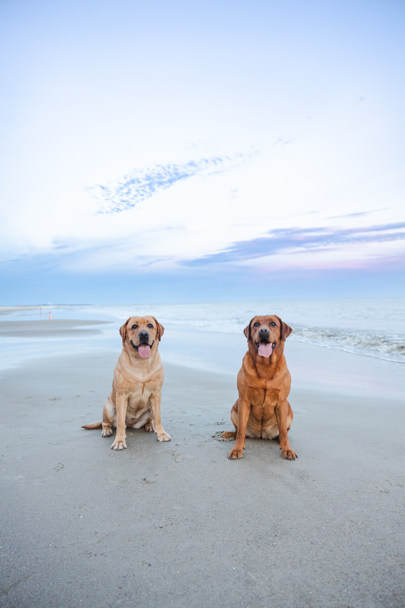 Mallie and Daisy, the Crum and Co. Outdoors shop dogs, on the beach at sunset